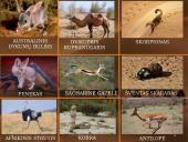 Dykumos biomas 7 puslapis