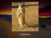 Dykumos biomas 8 puslapis