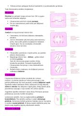 Mitozė ir mitozės fazės 2 puslapis
