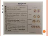 Chromosomos per mejozę 6 puslapis