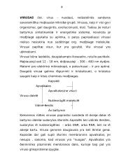 Bakterijos ir virusai: analizė 2 puslapis