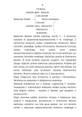 Bakterijos ir virusai: analizė 4 puslapis