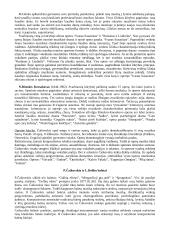 Kompozitoriai. Muzikos stiliai 5 puslapis