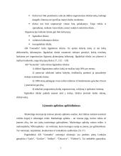 "X" įmonės marketingo planas 2 puslapis