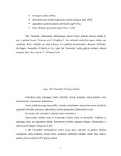 "X" įmonės marketingo planas 8 puslapis