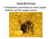 Lytinis ir nelytinis dauginimasis 13 puslapis