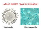 Lytinis ir nelytinis dauginimasis 18 puslapis