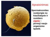 Lytinis ir nelytinis dauginimasis 19 puslapis