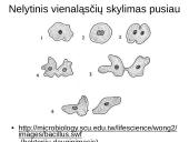 Lytinis ir nelytinis dauginimasis 3 puslapis