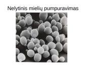 Lytinis ir nelytinis dauginimasis 4 puslapis