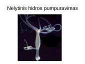 Lytinis ir nelytinis dauginimasis 5 puslapis