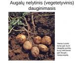 Lytinis ir nelytinis dauginimasis 6 puslapis