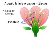 Lytinis ir nelytinis dauginimasis 9 puslapis