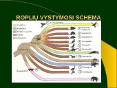 Gyvybės atsiradimas ir raida. Fosilijos 13 puslapis