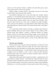 Senovės šukuosenos, papuošalai 14 puslapis