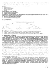 Politologijos mokslo teorinė medžiaga 12 puslapis