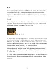 Naujoji Zelandija. Aucklandas 6 puslapis