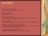 Slovakija. Skaidrės. 15 puslapis