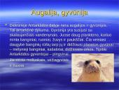 Antarktida. Skaidrės. 11 puslapis