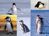 Antarktida. Skaidrės. 13 puslapis