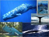 Antarktida. Skaidrės. 15 puslapis