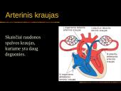 Kraujas. Skaidrės. 13 puslapis
