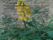 Žemdirbystė ir jos raida Lietuvoje 9 puslapis