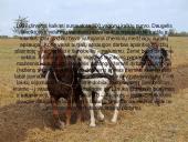 Žemdirbystė ir jos raida Lietuvoje 10 puslapis