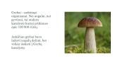 Grybai ir grybų karalystė 2 puslapis