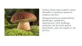 Grybai ir grybų karalystė 4 puslapis