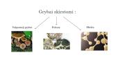 Grybai ir grybų karalystė 5 puslapis