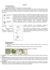 Algologija. Dumbliai