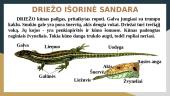 Roplių prisitaikymas prie gyvenimo sąlygų ir jų reikšmė gamtai ir žmogui 5 puslapis