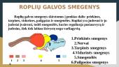 Roplių prisitaikymas prie gyvenimo sąlygų ir jų reikšmė gamtai ir žmogui 8 puslapis