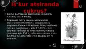 Cukraus vartojimas: pliusai ir minusai 4 puslapis