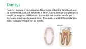 Žmogaus dantys  2 puslapis