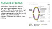 Žmogaus dantys  5 puslapis