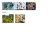 Maisto medžiagos/organizmų mitybinės grupės 3 puslapis