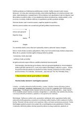 Literatūros teorijos konspektas 13 puslapis