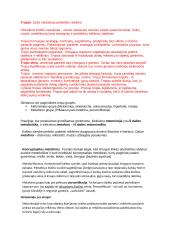 Literatūros teorijos konspektas 17 puslapis