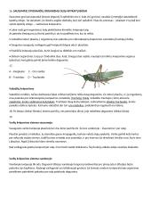 Kvėpavimo konspektas 3 puslapis