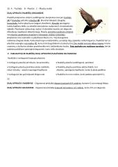 Kvėpavimo konspektas 4 puslapis