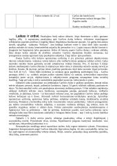 Balta drobulė (išsamus konspektas) 7 puslapis