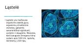 Ląstelė biologinių ir fizikinių požiūriu 2 puslapis