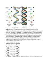 Nukleorūgštys 2 puslapis