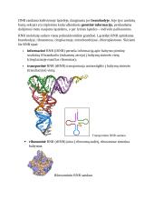 Nukleorūgštys 3 puslapis