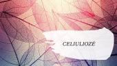 Skaidrės "Celiuliozė"