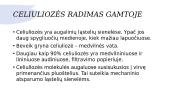Skaidrės "Celiuliozė" 3 puslapis
