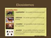 Organizmų mityba. Energija 2 puslapis