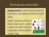Organizmų mityba. Energija 15 puslapis